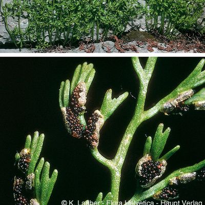 Asplenium fissum Willd., © 2022, Konrad Lauber – Flora Helvetica – Haupt Verlag