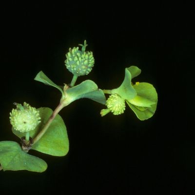 Euphorbia stricta L., © Copyright Christophe Bornand
