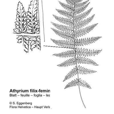 Athyrium filix-femina (L.) Roth, 23 October 2022, © 2022, Stefan Eggenberg – Flora Vegetativa - Haupt Verlag