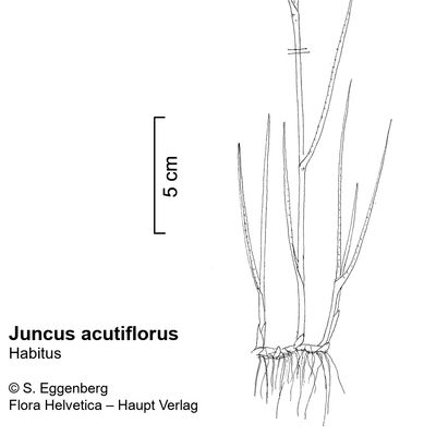 Juncus acutiflorus Hoffm., © 2022, Stefan Eggenberg – Flora Vegetativa - Haupt Verlag