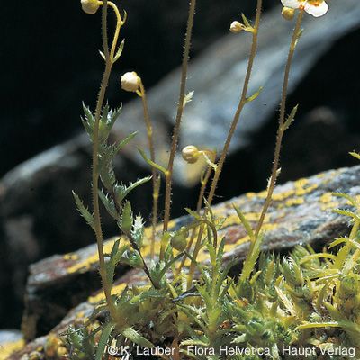 Saxifraga aspera L., © 2022, Konrad Lauber – Flora Helvetica – Haupt Verlag