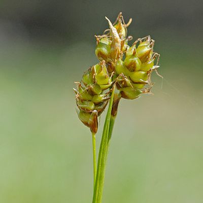 Carex liparocarpos Gaudin, © 2007, Beat Bäumler – Zeneggen (VS)
