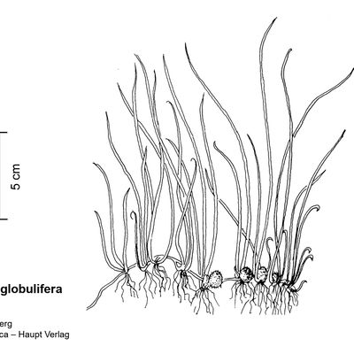 Pilularia globulifera L., © 2022, Stefan Eggenberg – Flora Vegetativa - Haupt Verlag