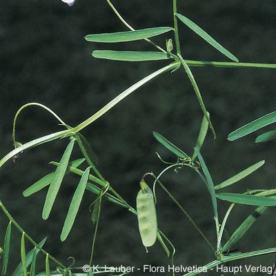 Vicia tetrasperma (L.) Schreb., © 2022, Konrad Lauber – Flora Helvetica – Haupt Verlag