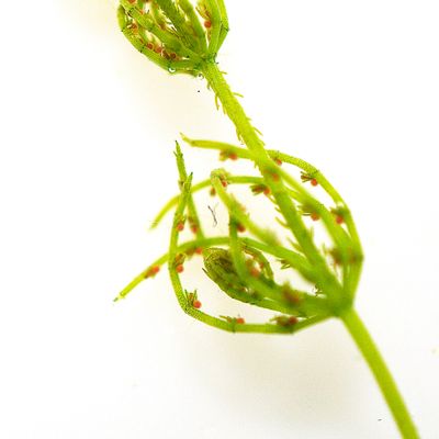 Chara vulgaris L., © 2022, A. Boissezon – Chara vulgaris : 3 derniers verticilles de phylloïdes fertiles et acicules plus développés que le taxon type (var. subhispida).