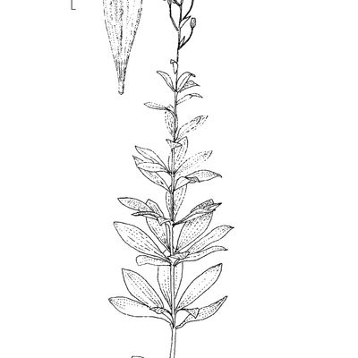 Lilium martagon L., © 2022, Stefan Eggenberg – Flora Vegetativa - Haupt Verlag