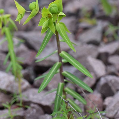 Euphorbia lathyris L., 9 June 2016, © 2016, Jonas Frei – Zürich