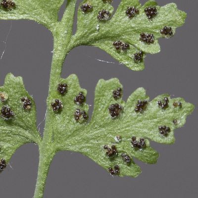 Woodsia pulchella Bertol., 28 July 2018, © Copyright Françoise Alsaker – Woodsiaceae WimperfarngewÃ¤chse
