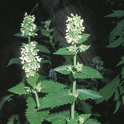 Nepeta cataria L., © 2022, Konrad Lauber – Flora Helvetica – Haupt Verlag