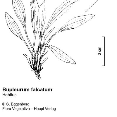 Bupleurum falcatum L., © 2022, Stefan Eggenberg – Flora Vegetativa © Haupt Verlag