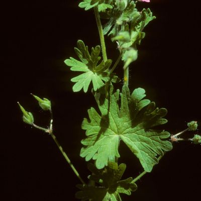 Geranium molle L., © Copyright Christophe Bornand