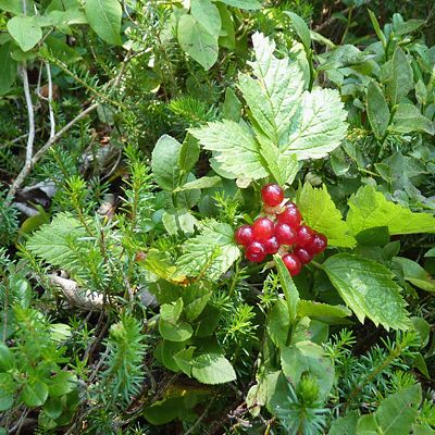 Rubus saxatilis L., 21 August 2013, © 2013, Peter Bolliger – Amden