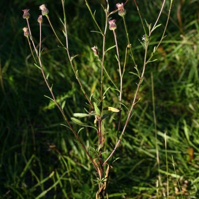 Erigeron acris subsp. serotinus (Weihe) Greuter, © Copyright Christophe Bornand