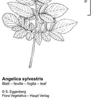 Angelica sylvestris L., 12 January 2023, © 2022, Stefan Eggenberg – Flora Vegetativa © Haupt Verlag