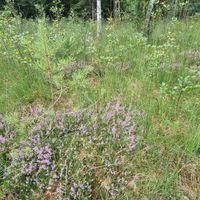 5/18 - © Copyright 2023 Patrice Prunier – VI.2.1.1.3 - Dicrano bergeri-Callunetum vulgaris, Reutlingen CH-BE