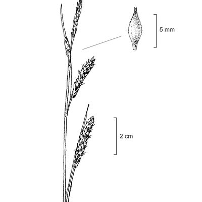 Carex sempervirens Vill., 7 January 2021, © 2022, Stefan Eggenberg – Flora Vegetativa - Haupt Verlag