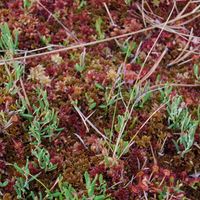4/15 - © Copyright 2012 Patrice Prunier – VI.2.1.1.1 - Sphagnetum medii, Sommand F-74
