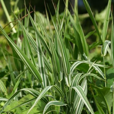 Phalaris arundinacea var. picta L., © Copyright Christophe Bornand