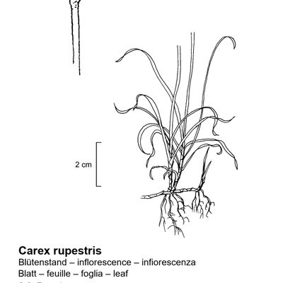 Carex rupestris All., 7 January 2021, © 2022, Stefan Eggenberg – Flora Vegetativa - Haupt Verlag