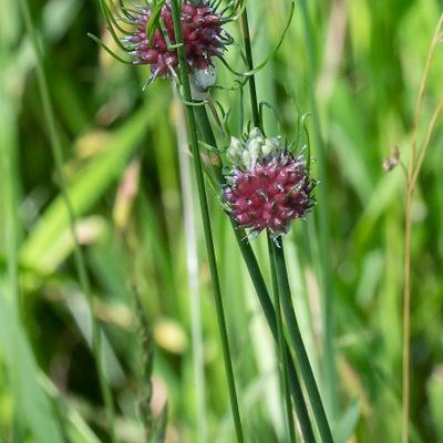 Allium vineale L., 16 June 2018 – Amaryllidicacee