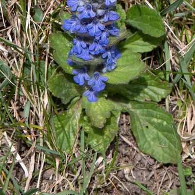 Ajuga genevensis L., 30 March 2013, © Copyright Françoise Alsaker – Lamiaceae Lippenblütler