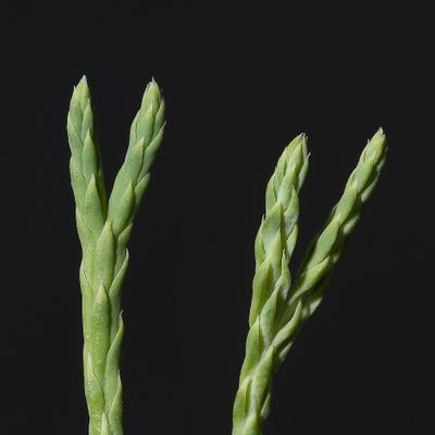 Diphasiastrum ×oellgaardii Stoor & al., 4 August 2019, © Copyright Françoise Alsaker