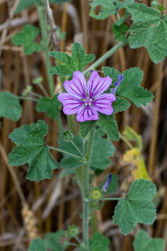 Malva BIO (Malva sylvestris L.)