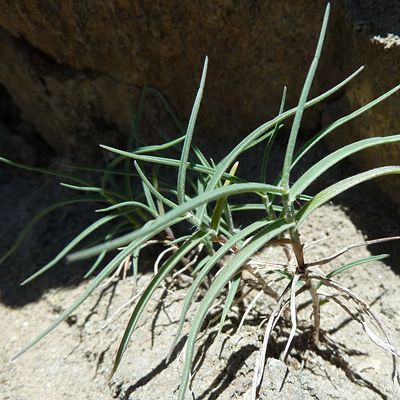 Trisetum distichophyllum (Vill.) P. Beauv., 7 January 2015, © 2010, Peter Bolliger – Zermatt