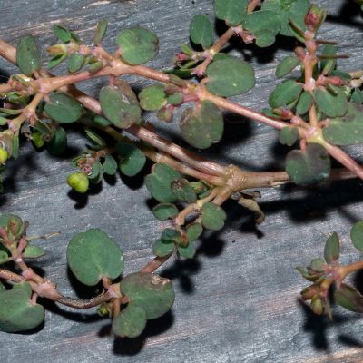 Euphorbia prostrata Aiton, 17 November 2018, © Copyright Françoise Alsaker – Euphorbiaceae