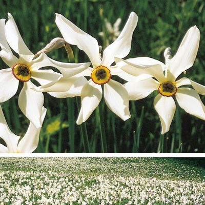 Narcissus radiiflorus Salisb., © 2022, Konrad Lauber – Flora Helvetica – Haupt Verlag