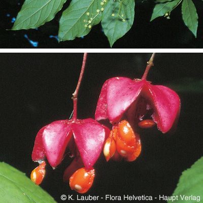 Euonymus latifolius (L.) Mill., © 2022, Konrad Lauber – Flora Helvetica – Haupt Verlag