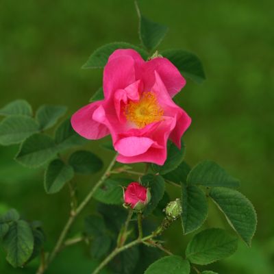 Rosa gallica L., © Copyright Christophe Bornand