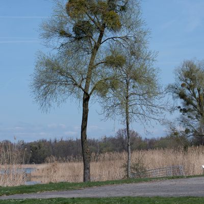Viscum album L. subsp. album, 29 March 2017 – Santalaceae  Sandelholzgewächse