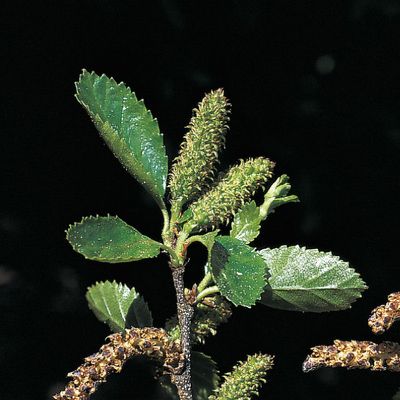 Betula humilis Schrank, © 2022, Konrad Lauber – Flora Helvetica – Haupt Verlag