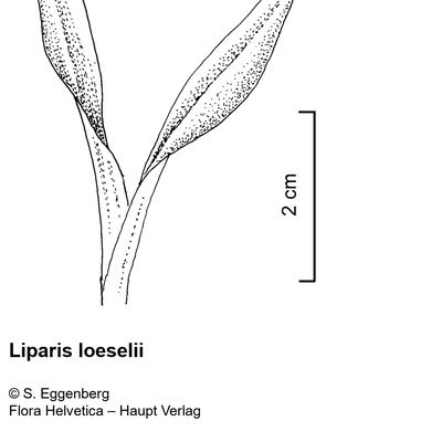 Liparis loeselii (L.) Rich., 2 December 2022, © 2022, Stefan Eggenberg – Flora Vegetativa - Haupt Verlag