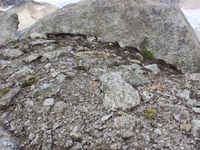 5/5 - © 2015, Patrice Prunier – III.4.1.2.3 - Agrostio rupestris-Sempervivetum montani, Gletsch CH-Vs