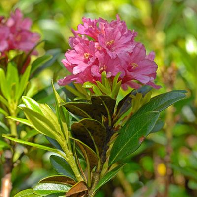 Rhododendron ferrugineum L., © 2007, Beat Bäumler – Simplon (VS)
