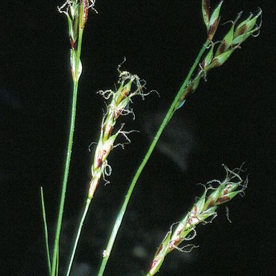 Carex brachystachys Schrank, © 2022, Konrad Lauber – Flora Helvetica – Haupt Verlag