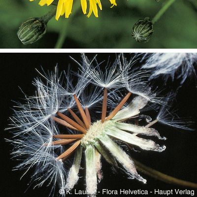 Crepis biennis L., © 2022, Konrad Lauber – Flora Helvetica – Haupt Verlag