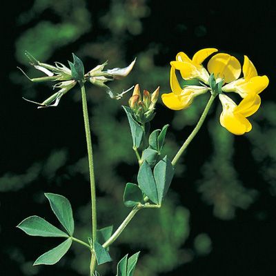 Lotus corniculatus L., © 2022, Konrad Lauber – Flora Helvetica – Haupt Verlag
