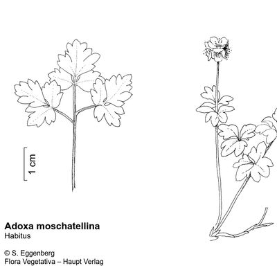 Adoxa moschatellina L., © 2022, Stefan Eggenberg – Flora Vegetativa © Haupt Verlag