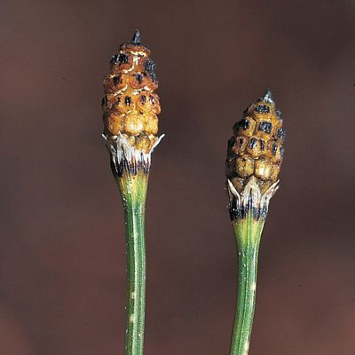 Equisetum variegatum Schleich., © 2022, Konrad Lauber – Flora Helvetica – Haupt Verlag