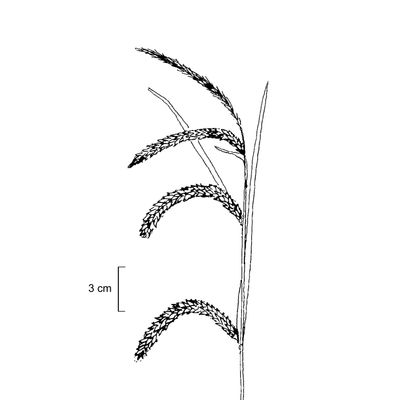 Carex pendula Huds., 7 January 2021, © 2022, Stefan Eggenberg – Flora Vegetativa - Haupt Verlag