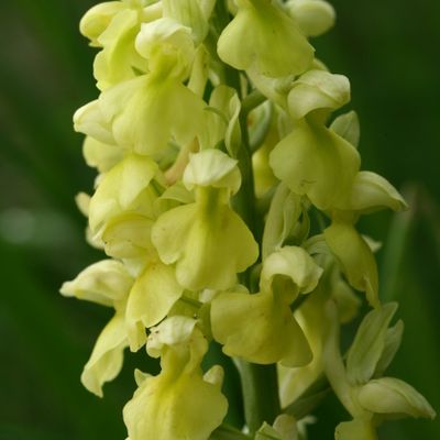 Orchis pallens L., © Copyright Christophe Bornand