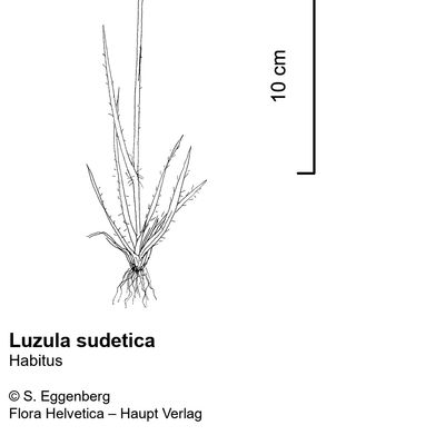 Luzula sudetica (Willd.) Schult., © 2022, Stefan Eggenberg – Flora Vegetativa - Haupt Verlag