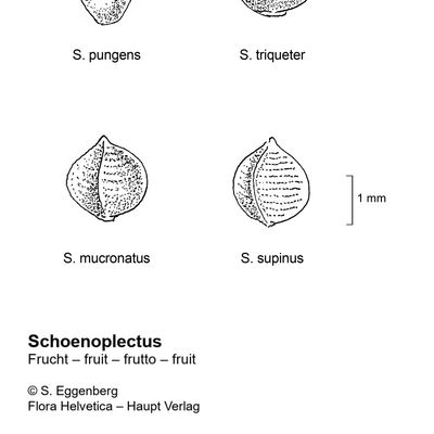 Schoenoplectus pungens (Vahl) Palla, 7 January 2021, © 2022, Stefan Eggenberg – Flora Vegetativa - Haupt Verlag