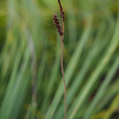 Carex cespitosa L., 9 September 2019, © Copyright 2019 Michael Jutzi
 – La Chaux-de-Fonds NE
