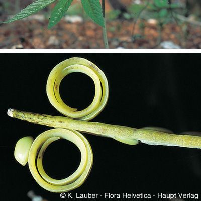 Cardamine heptaphylla (Vill.) O. E. Schulz, © 2022, Konrad Lauber – Flora Helvetica – Haupt Verlag