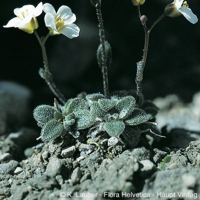 Arabis bellidifolia Crantz, © 2022, Konrad Lauber – Flora Helvetica – Haupt Verlag