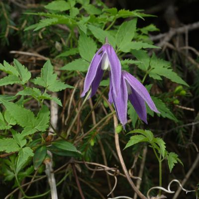 Clematis alpina (L.) Mill., © Copyright Christophe Bornand